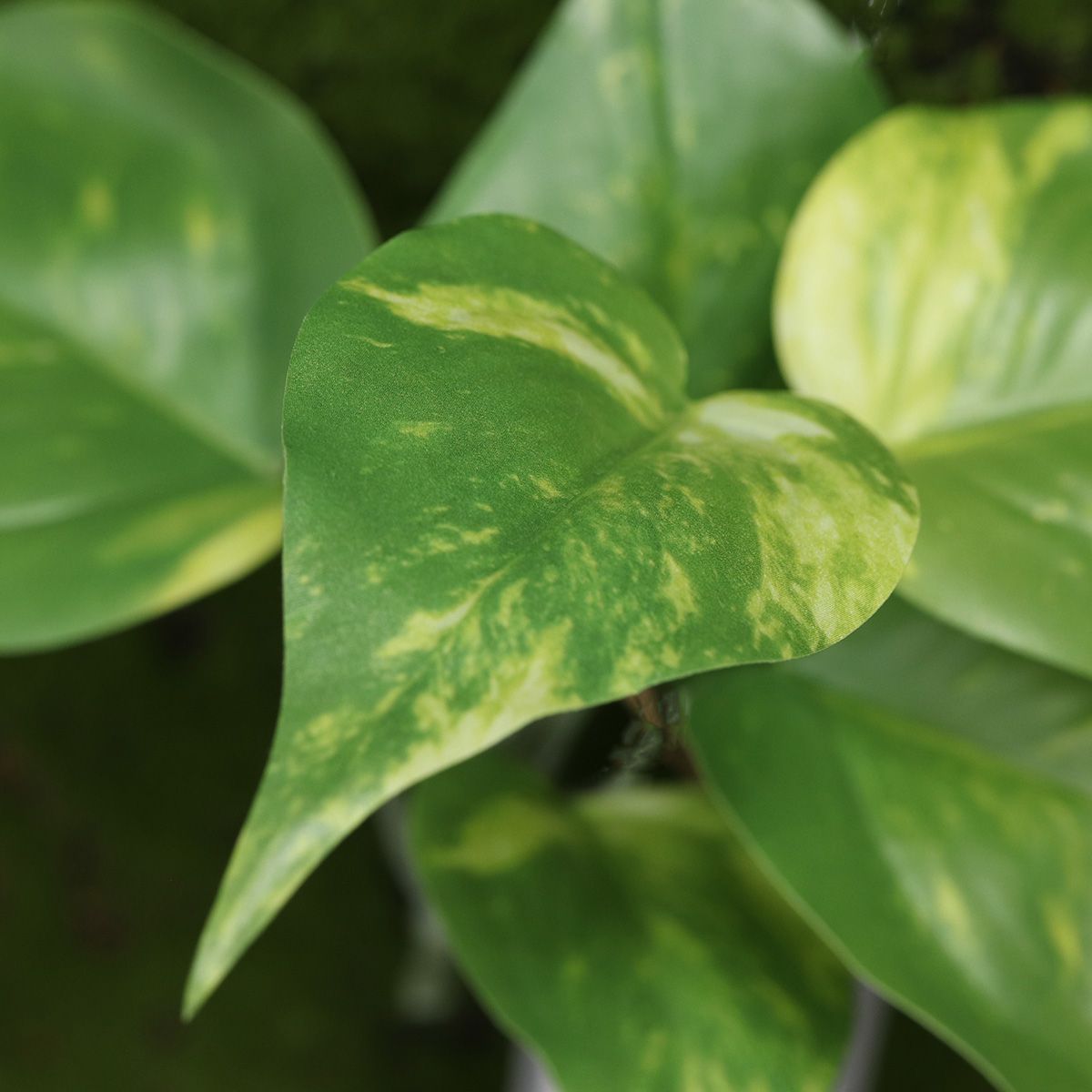 Pothos kunstplant bont 20cm