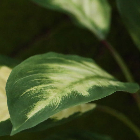 Dieffenbachia Camilla kunstplant 50cm