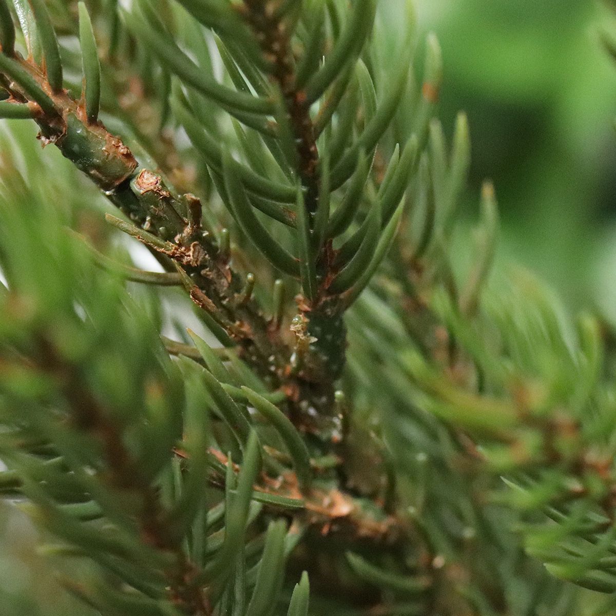Picea Kunst Kerstboom 45cm