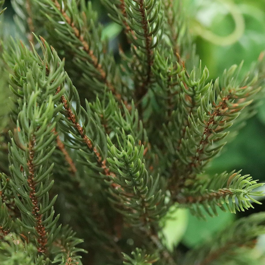 Picea Kunst Kerstboompje 50 cm in 12cm kweekpot