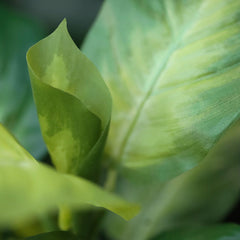 Dieffenbachia Kunstplant 25cm