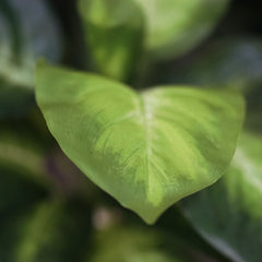 Dieffenbachia Kunstplant 25cm