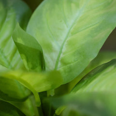 Dieffenbachia Kunstplant 33cm