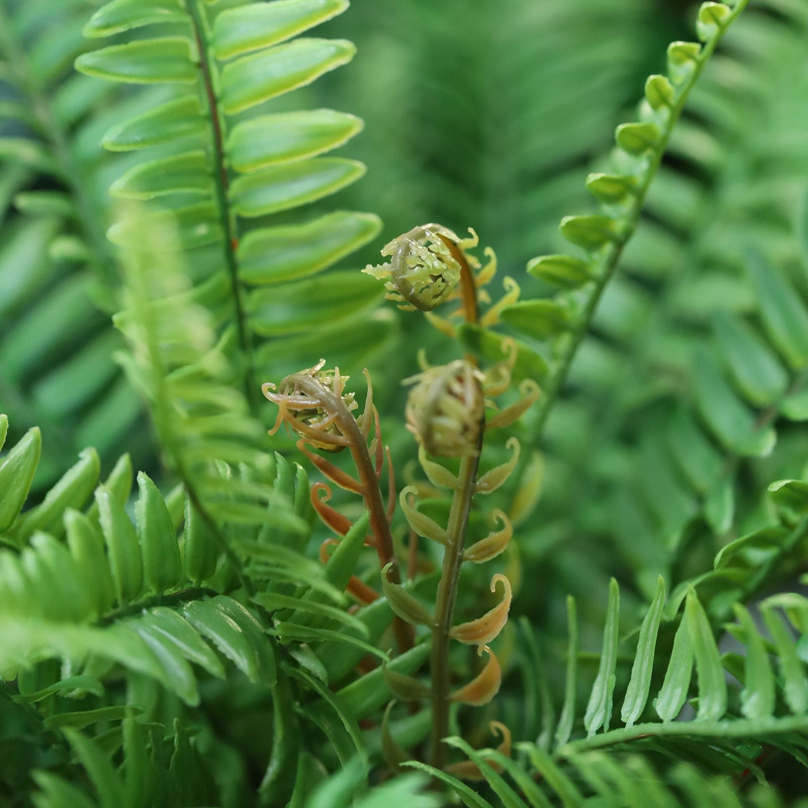 Boston Varen Kunstplant D65cm RT