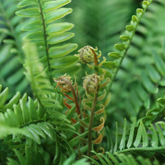 Boston Varen Kunstplant D65cm RT