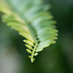 Boston Varen Kunstplant D65cm RT