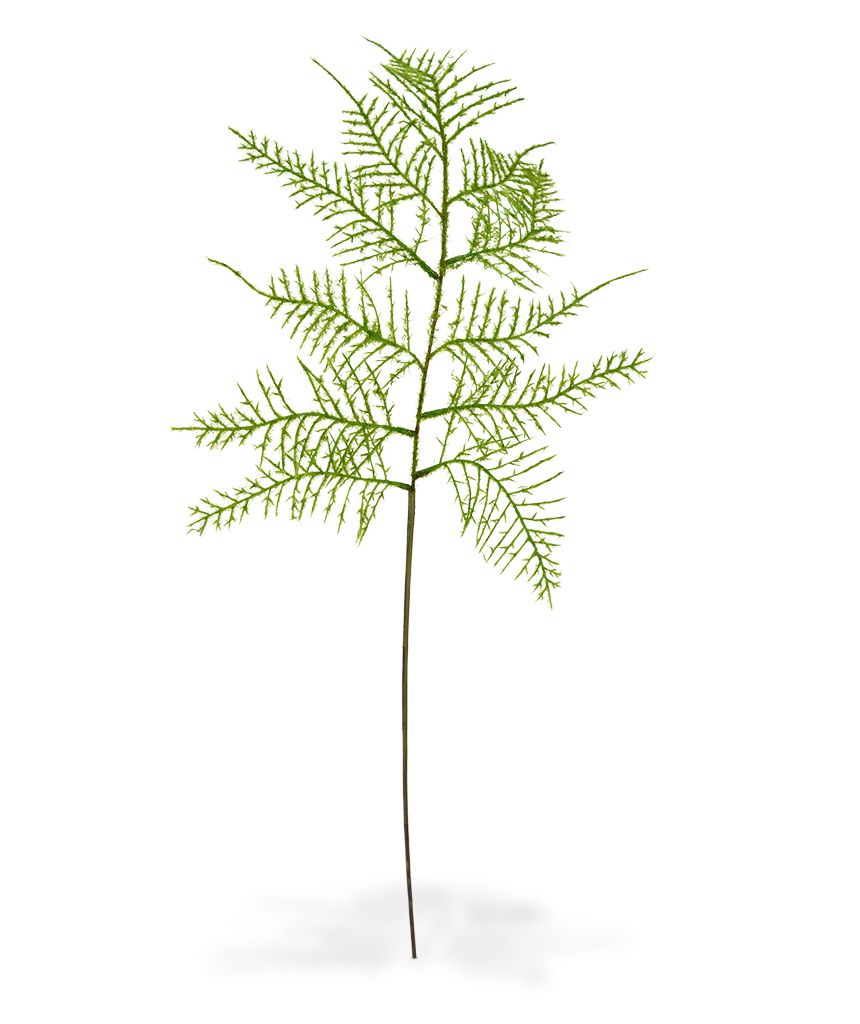 Asparagus kunsttak 55 cm