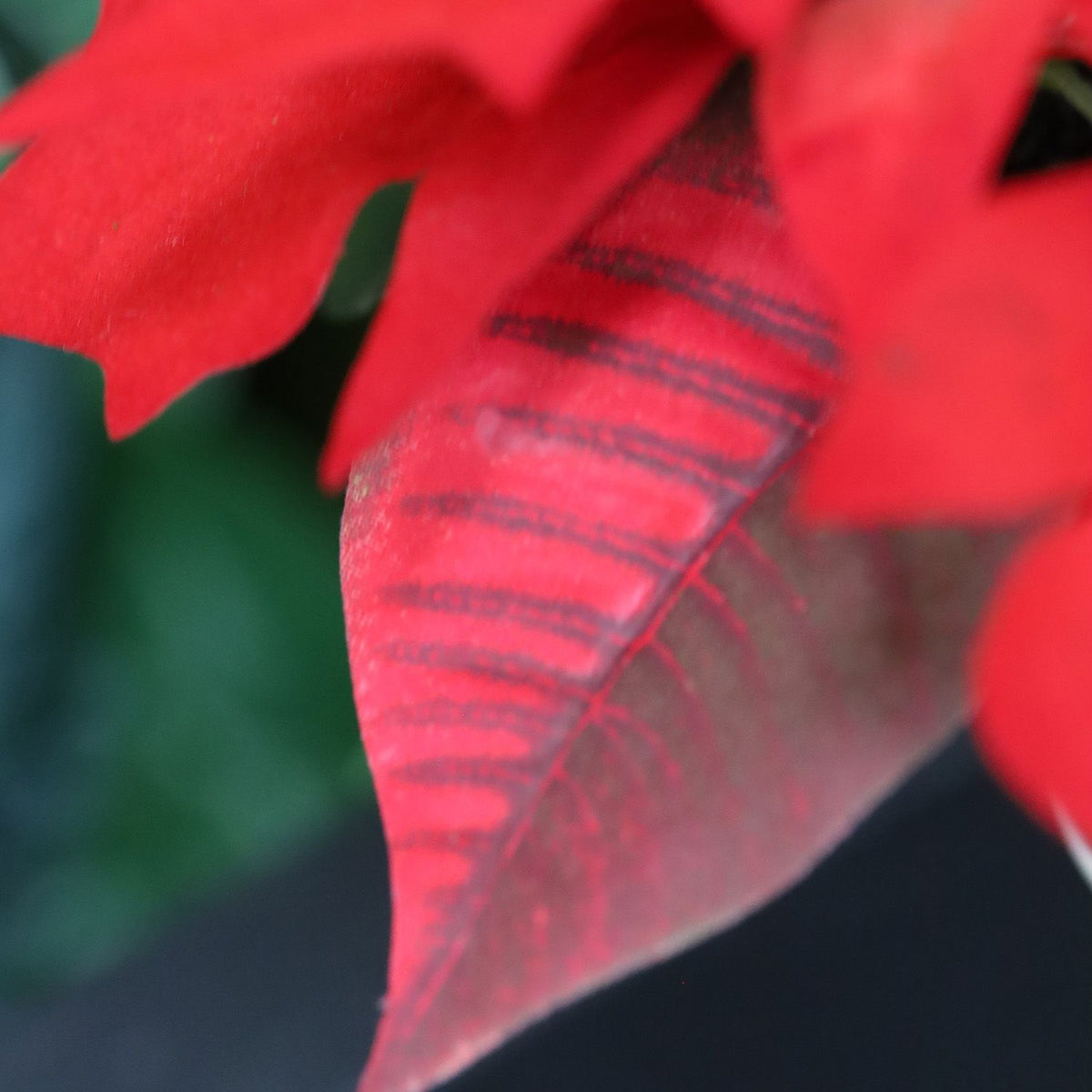 Mini kerstster Poinsettia kunstplant 10cm