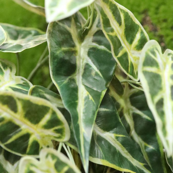 Alocasia Kunsthanger Frydek bont 60cm