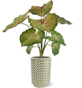Caladium raspberry kunstplant 40cm zonder kweekpotje