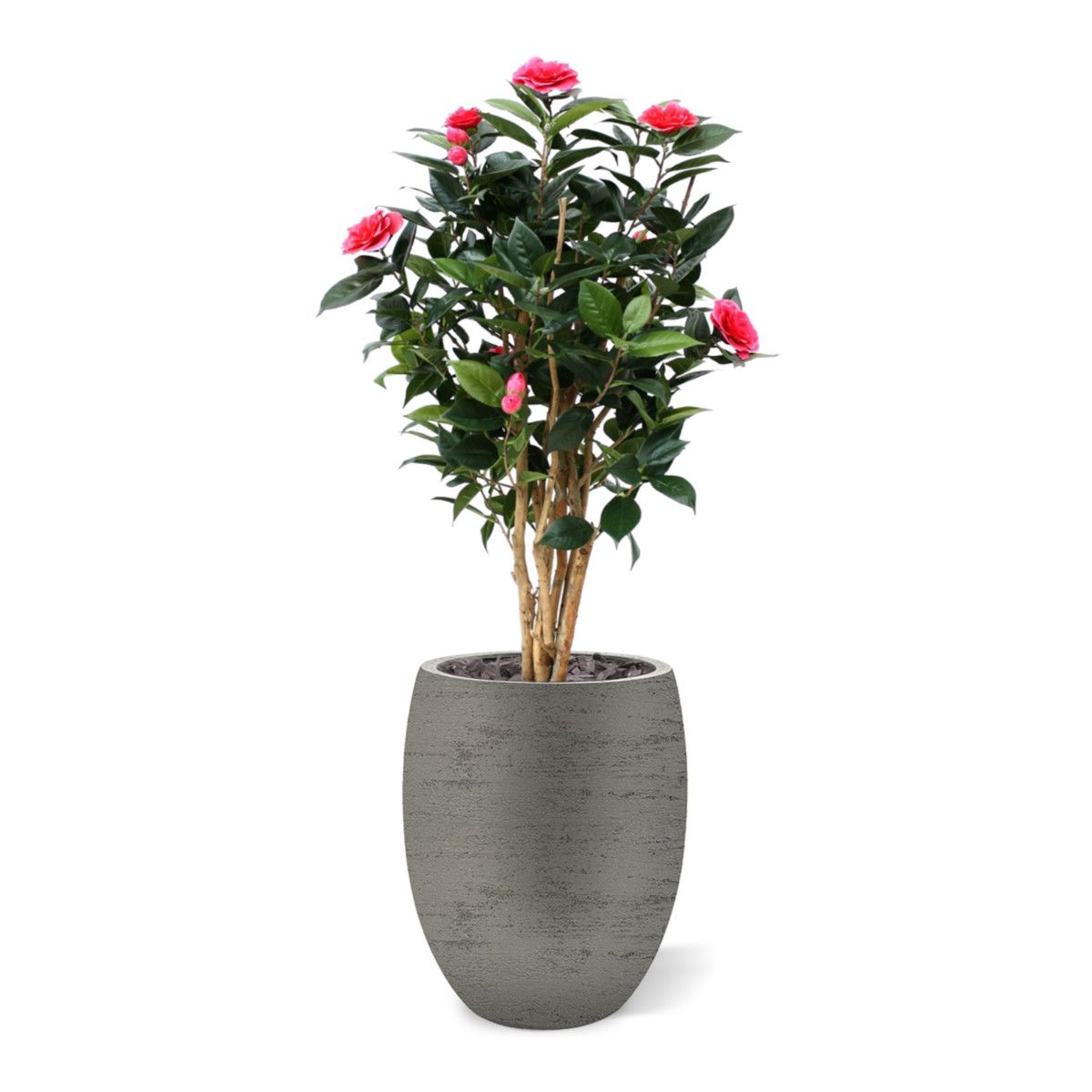 Camelia Japonica deluxe kunstplant 100cm - Creme / Roze