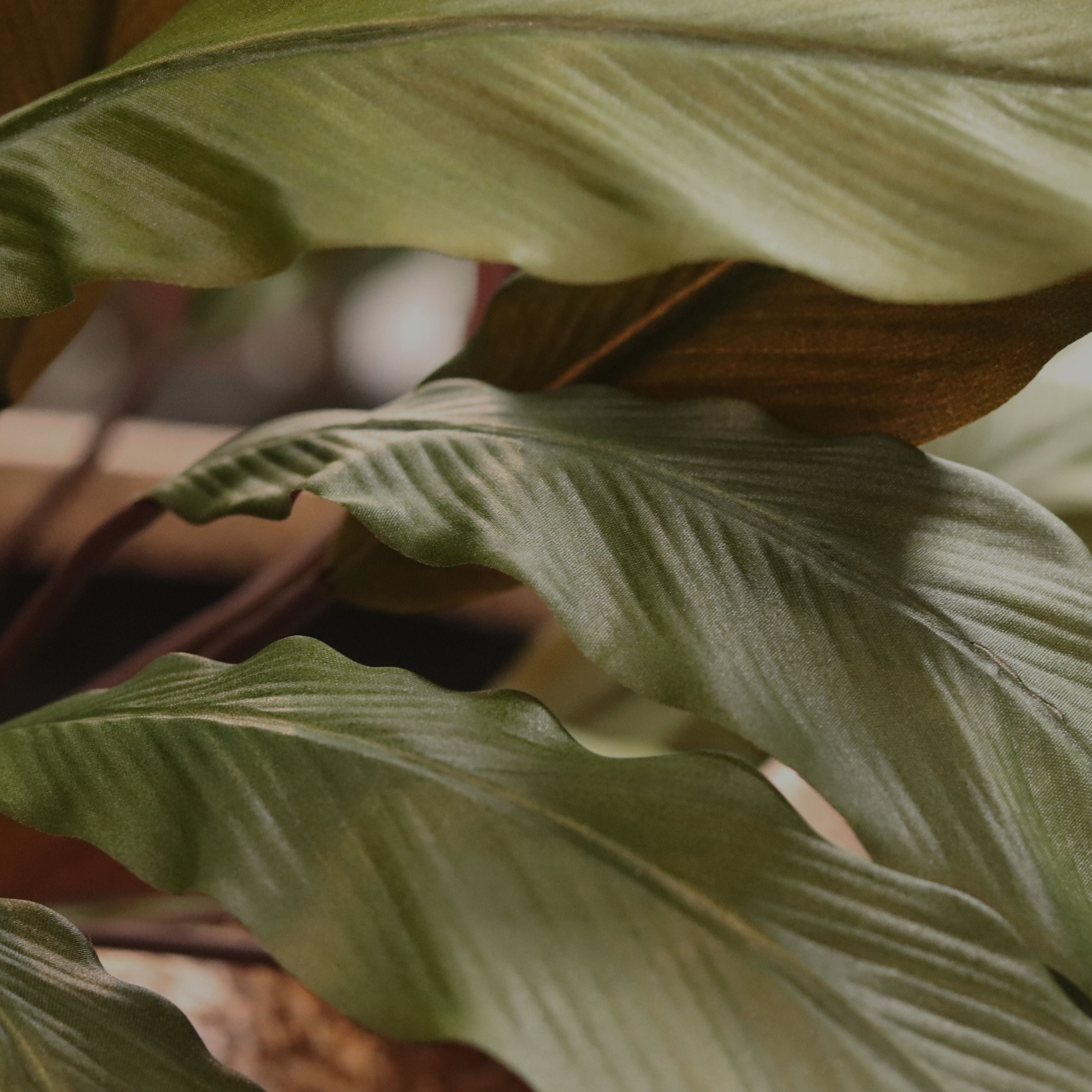 Calathea 75cm Kunstplant Groen/rood