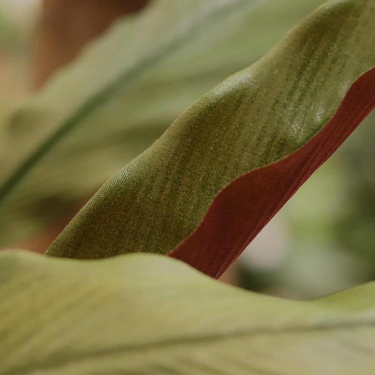 Calathea 75cm Kunstplant Groen/rood