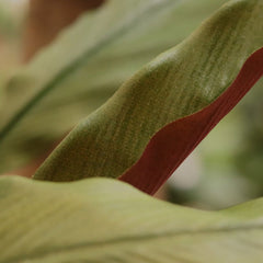 Calathea 75cm Kunstplant Groen/rood