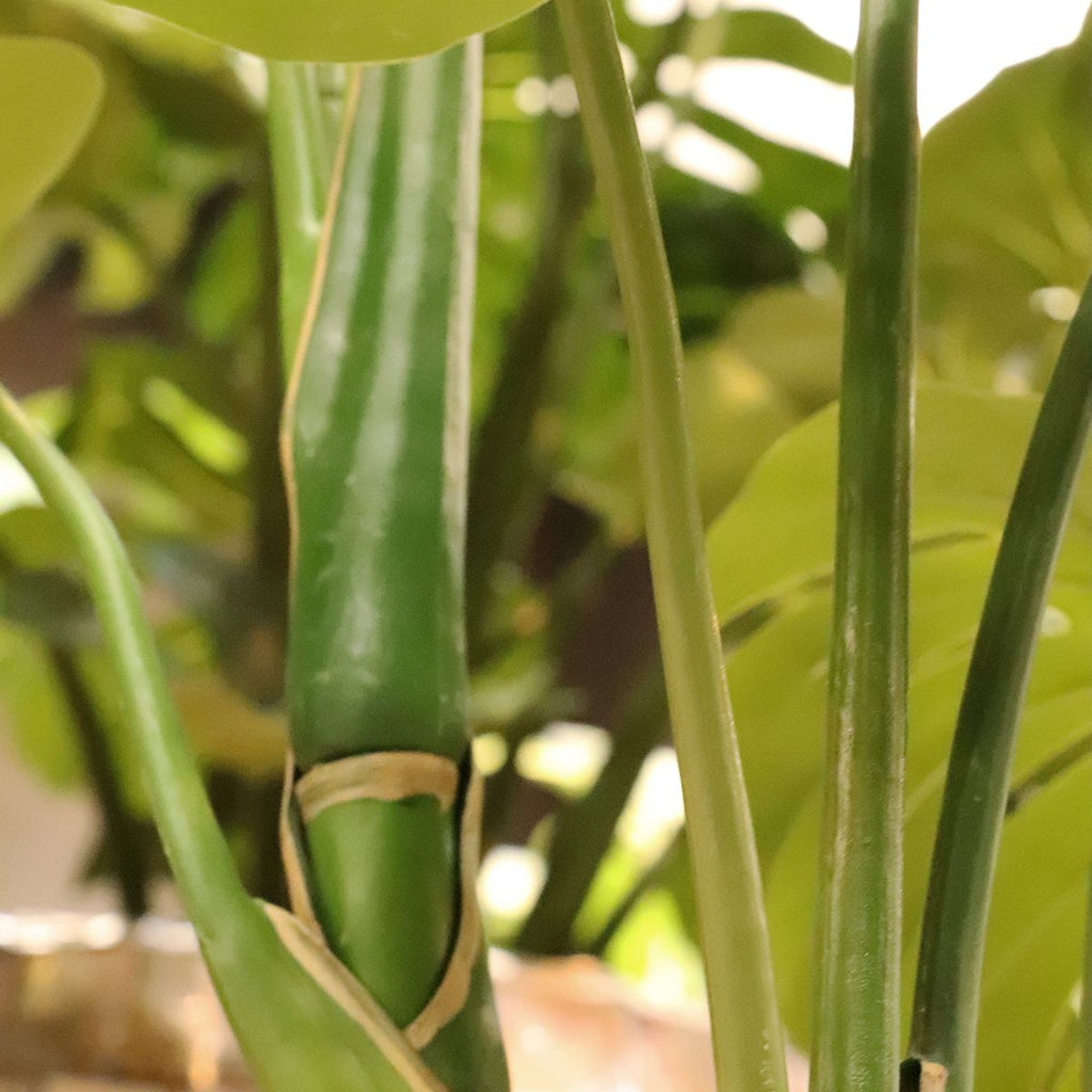 Monstera kunstplant 75cm RT