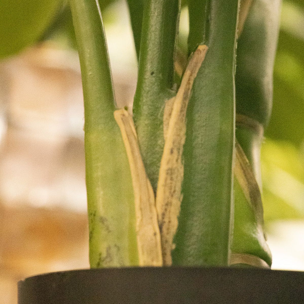 Monstera kunstplant 75cm RT