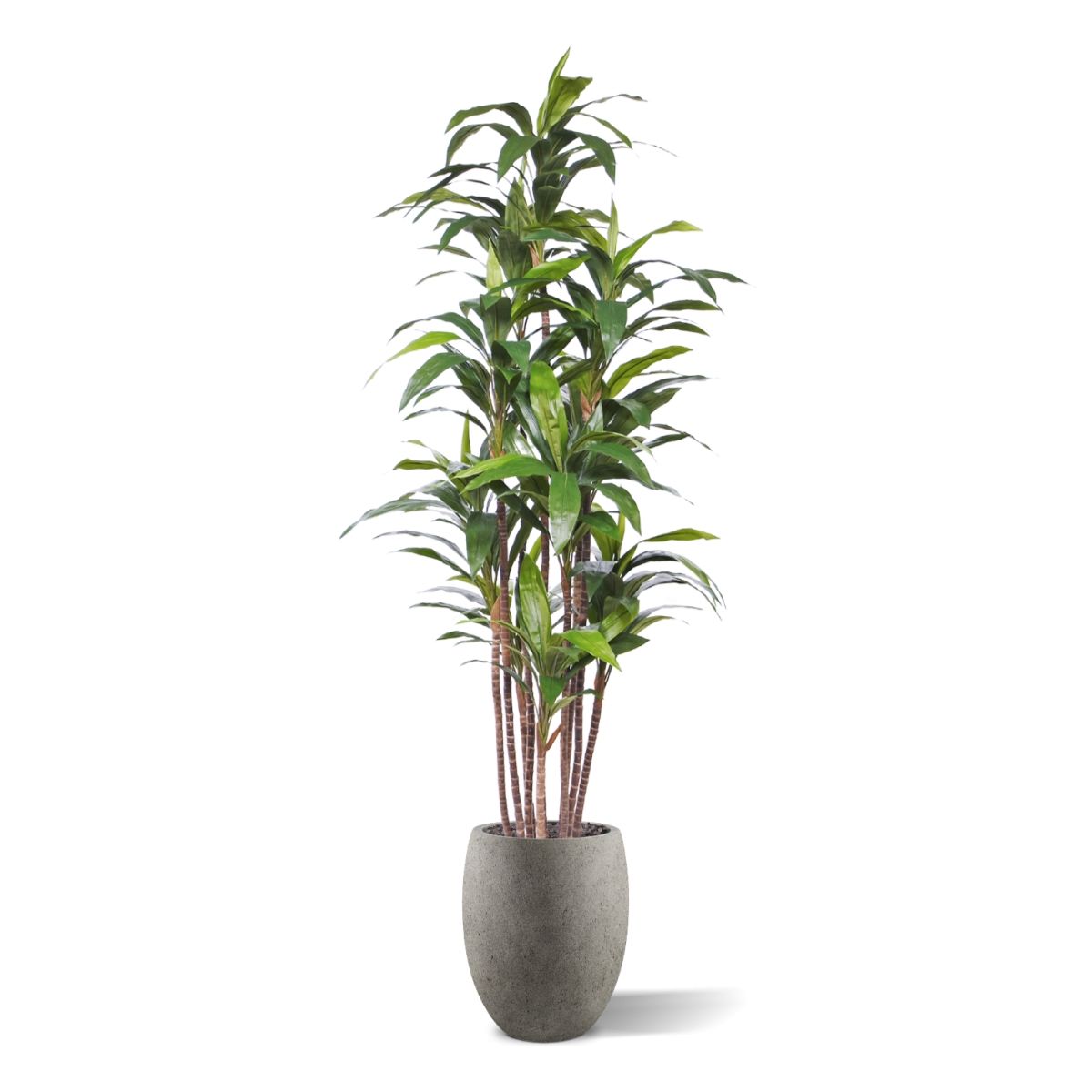Draceana Fragrans kunstplant Deluxe 210cm