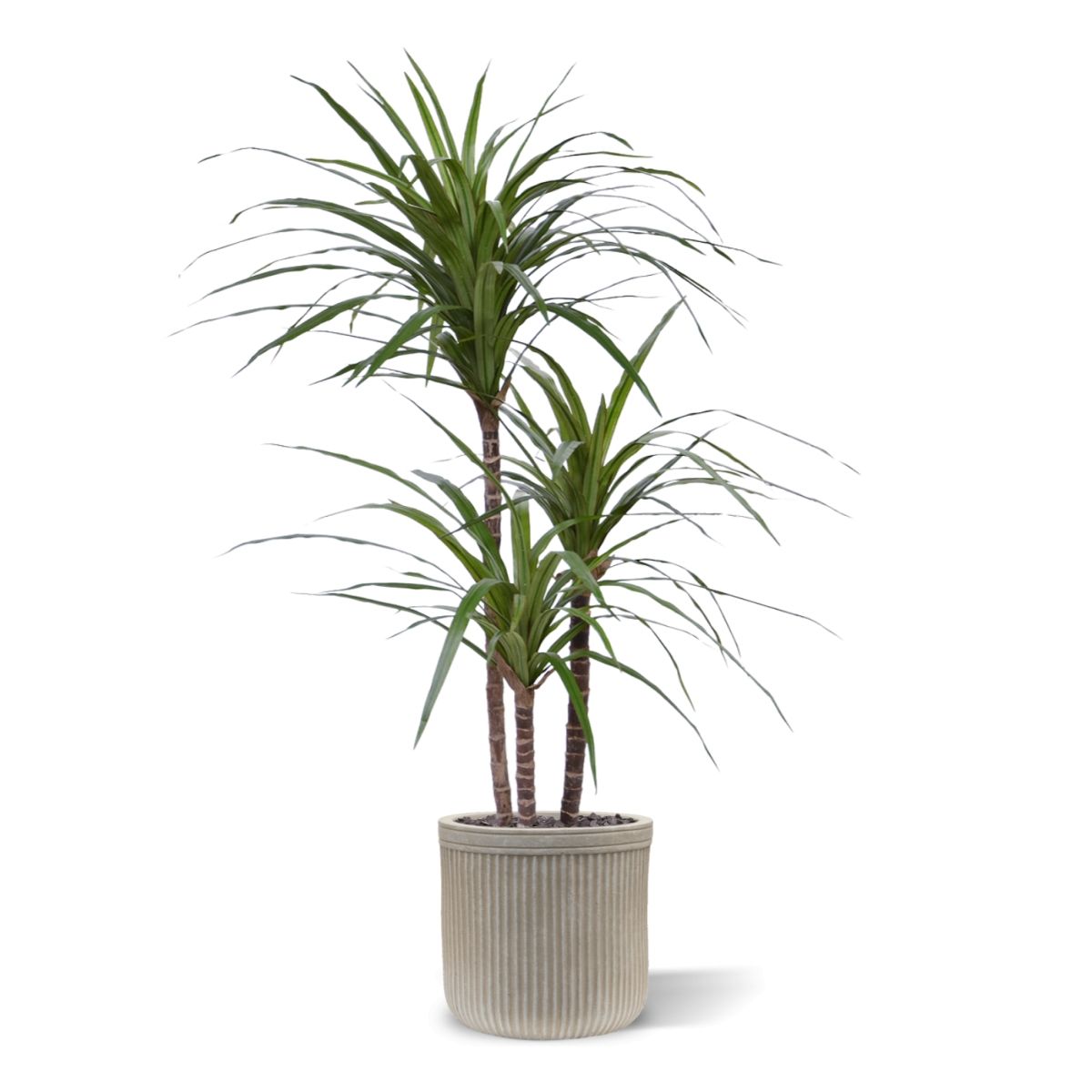 Draceana Marginata Deluxe kunstplant 100cm