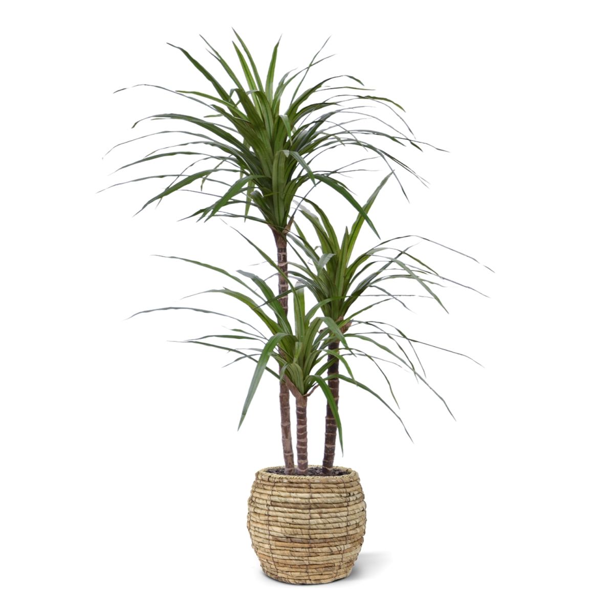 Draceana Marginata Deluxe kunstplant 100cm