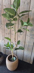 Ficus Audrey Kunstplant RT 120 cm – Showroom Editie (incl. styling)