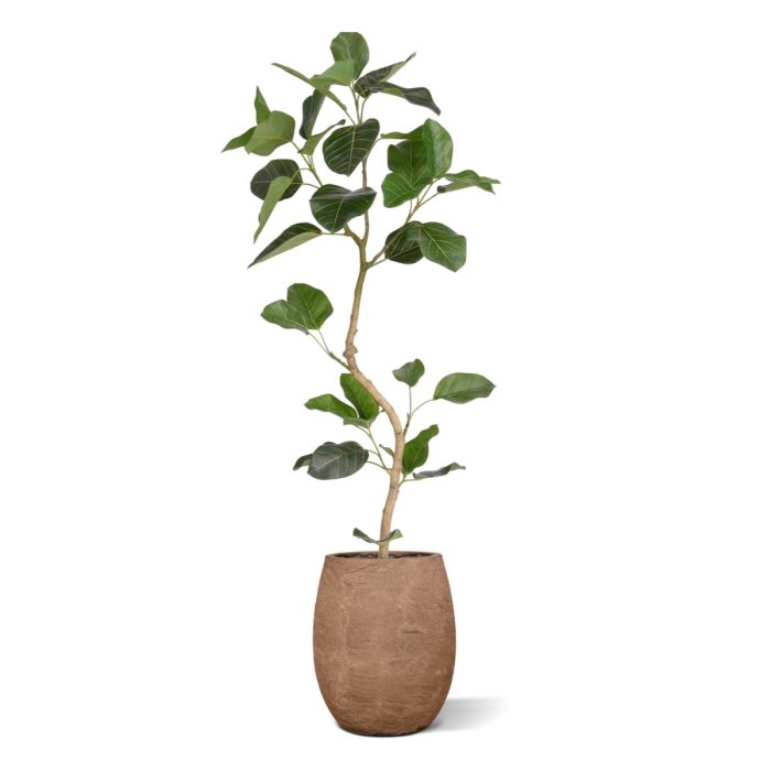 Ficus Audrey Kunstplant RT 120cm