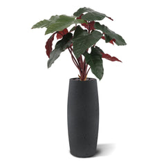 Philodendron kunstplant Deluxe 80cm Burgundy