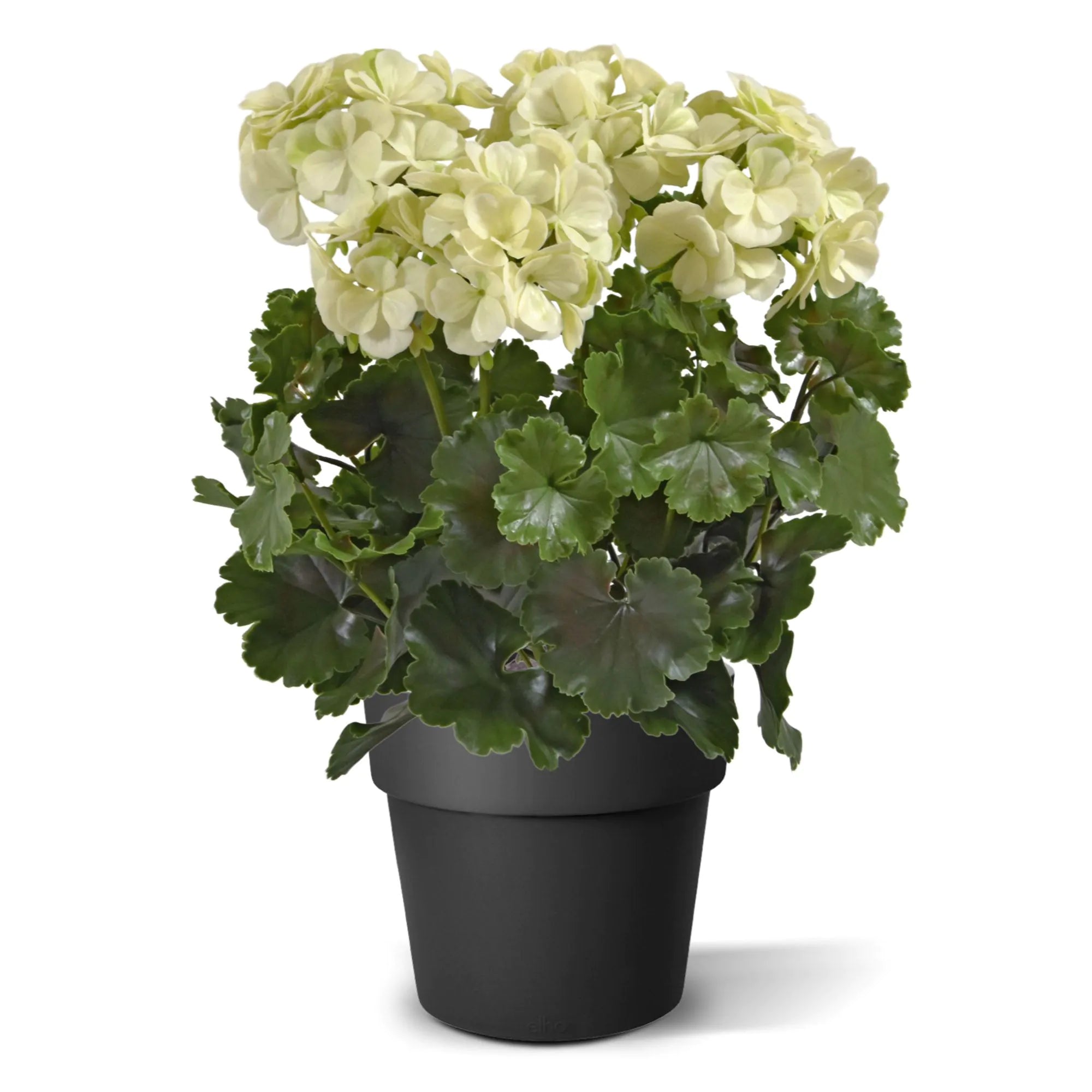 Kunst geranium XL wit uv-bestendig voor buiten 