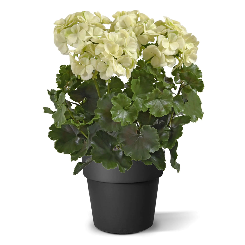 Extra grote witte, UV-bestendige kunstmatige geranium voor buiten, UV-bestendig.