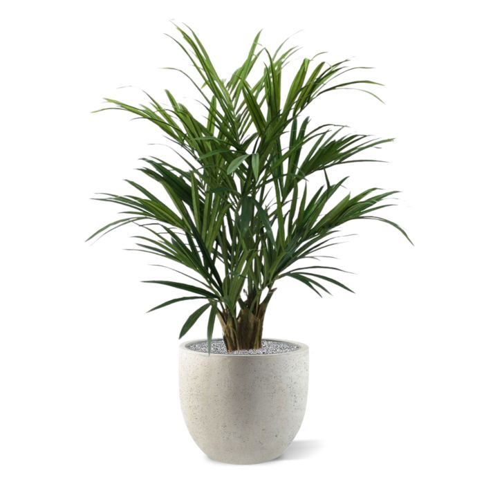 Kentia deluxe kunstpalm XL 140cm