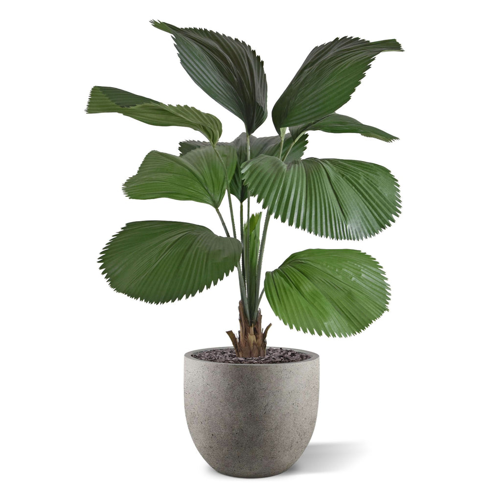 Licuala kunstpalm 115cm