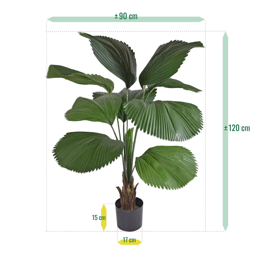 Licuala kunstpalm 115cm
