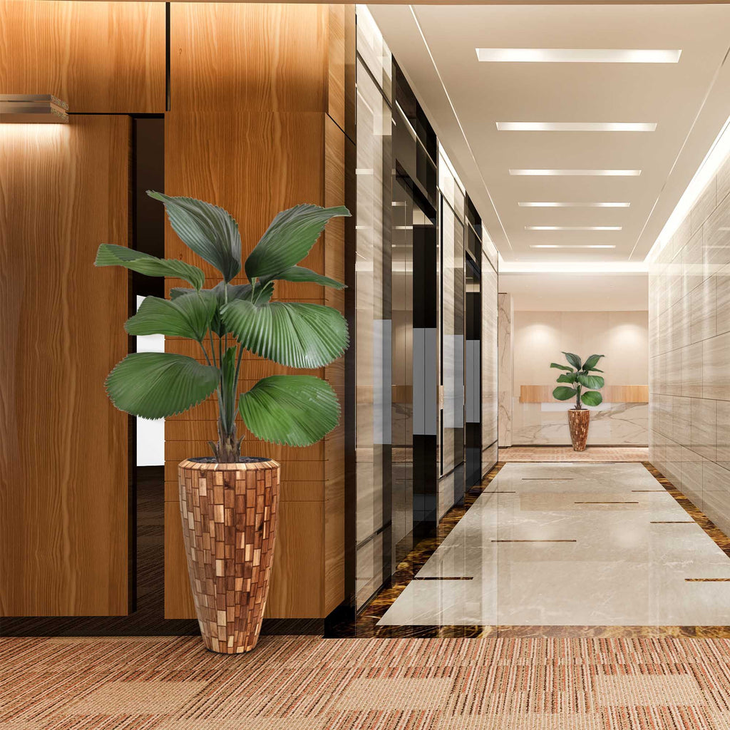 Licuala kunstpalm 115cm