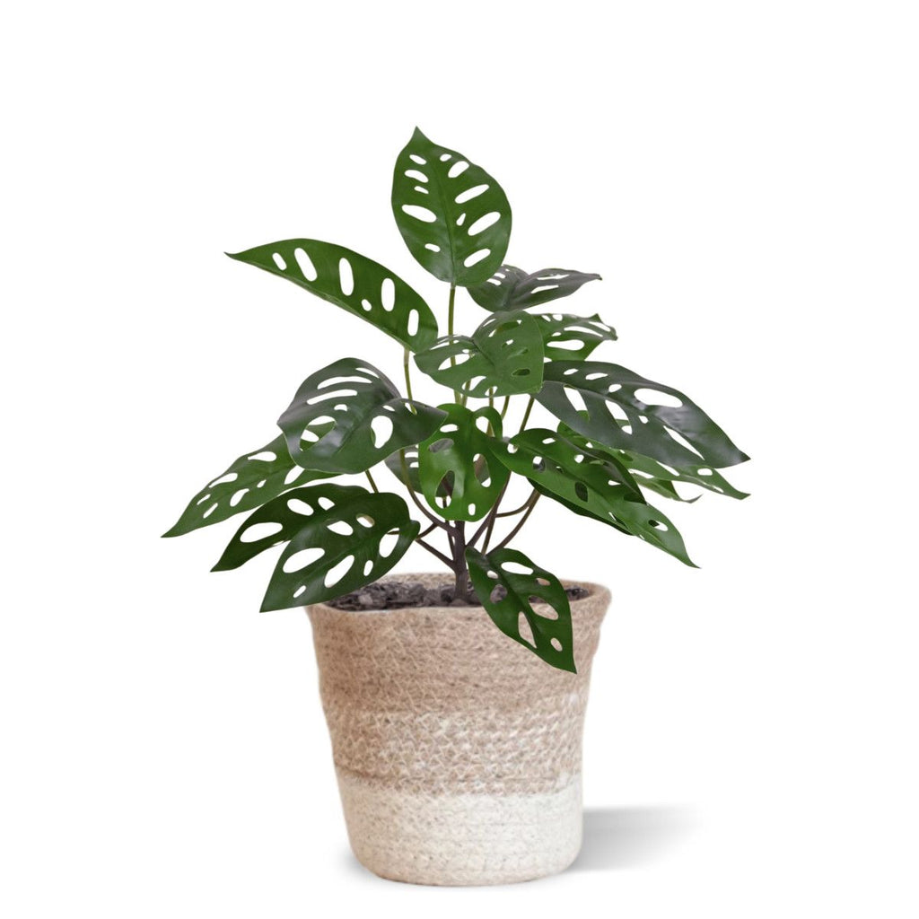 Monstera Adansonii Kunstplant 30cm