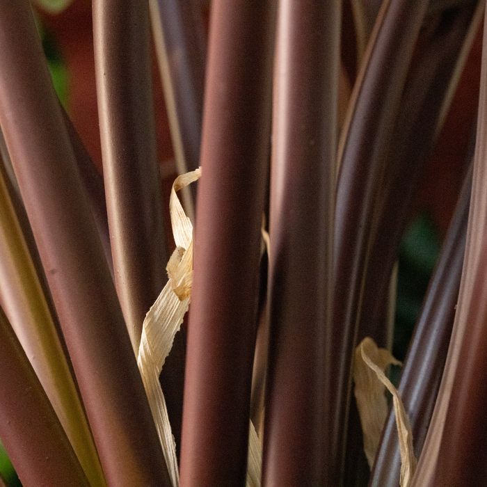 Philodendron XL kunstplant Deluxe 120cm Burgundy