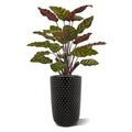 Red Calathea Makoyana kunstplant 60cm