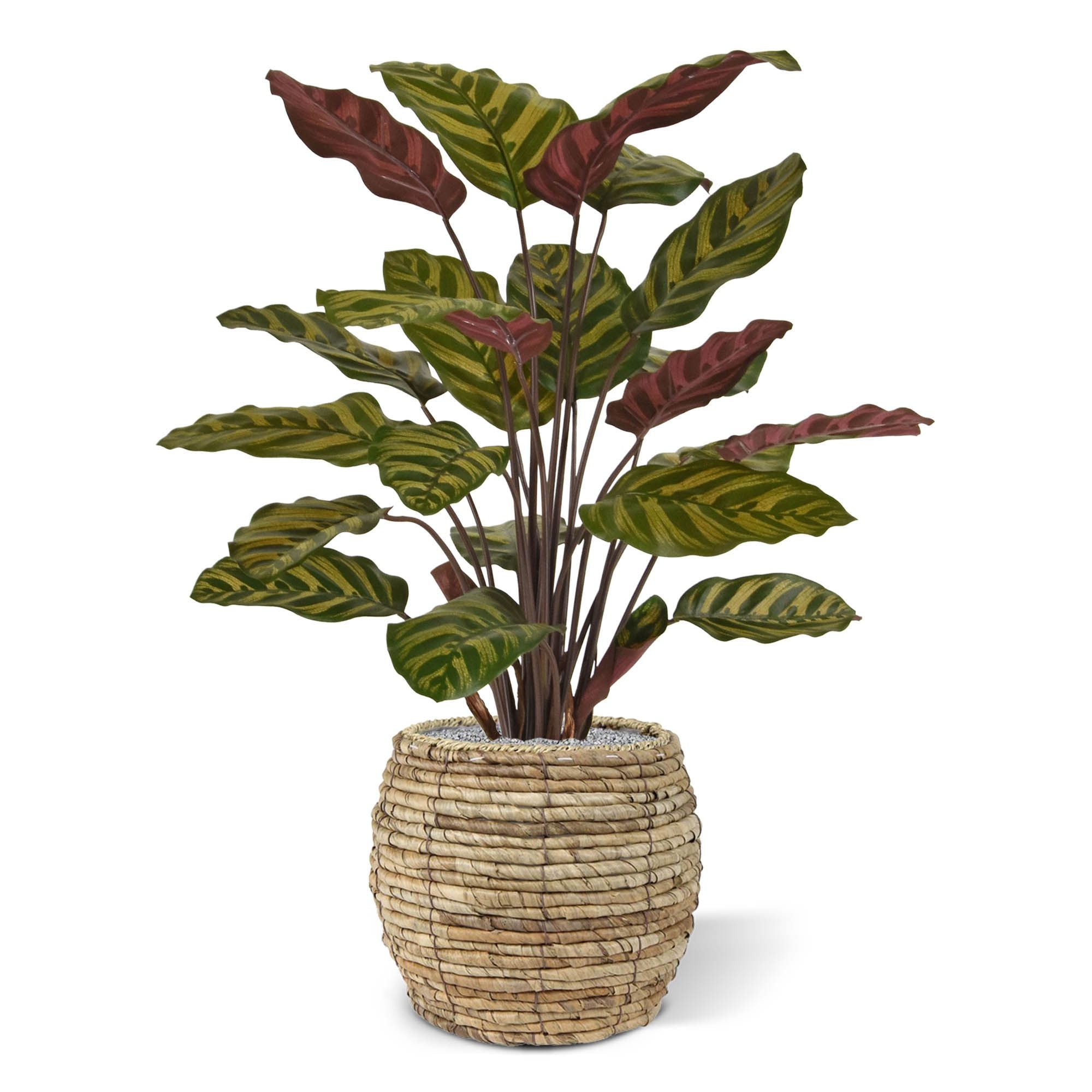 Red Calathea Makoyana kunstplant 60cm