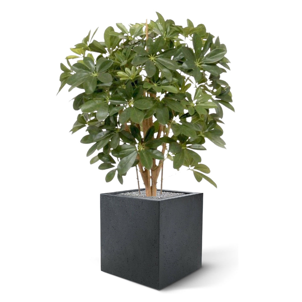 Schefflera kunstplant 80cm
