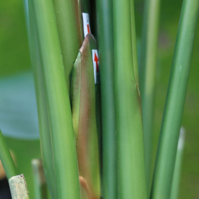 Strelitzia Nicolai kunstplant 210cm