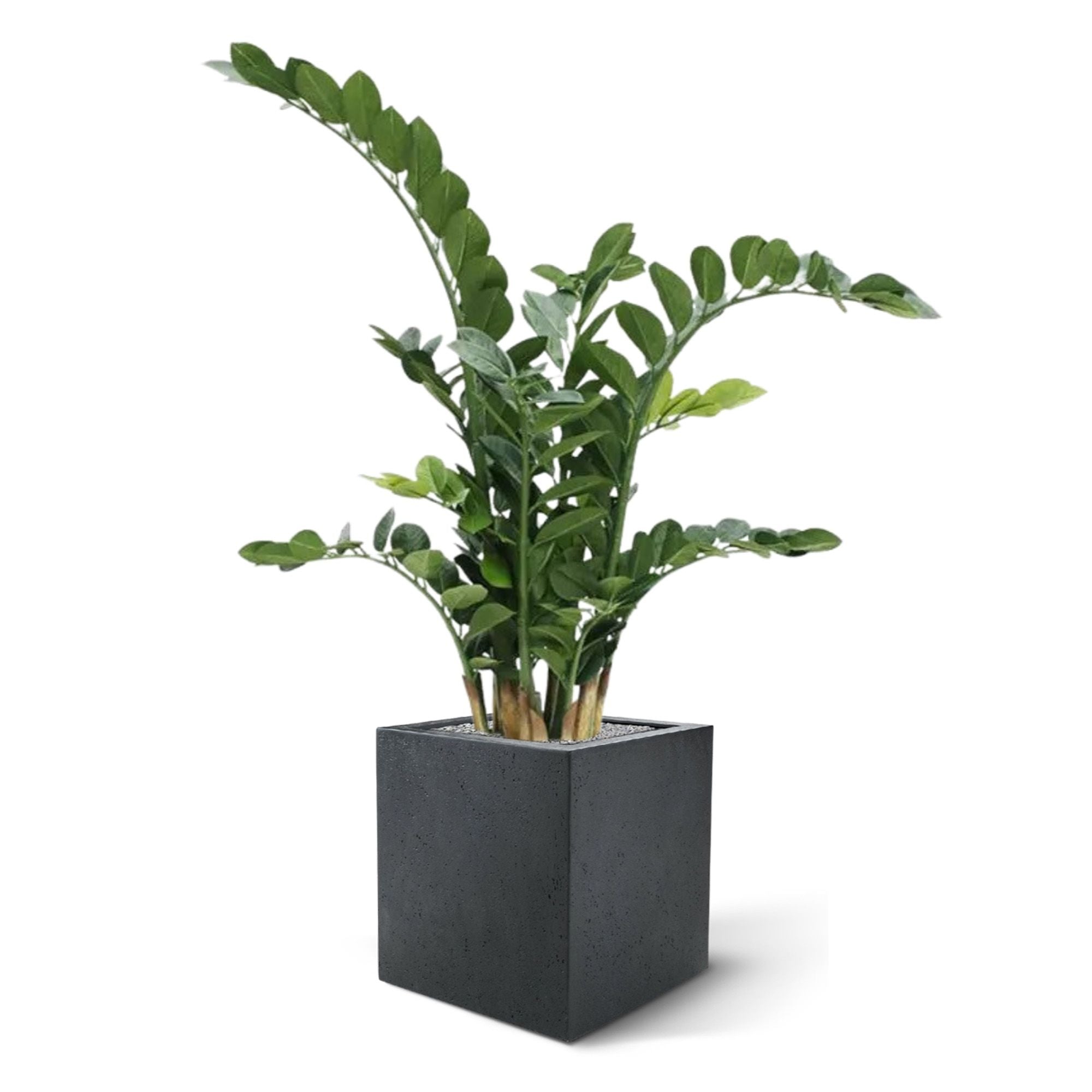 Zamioculcas kunstplant 100cm