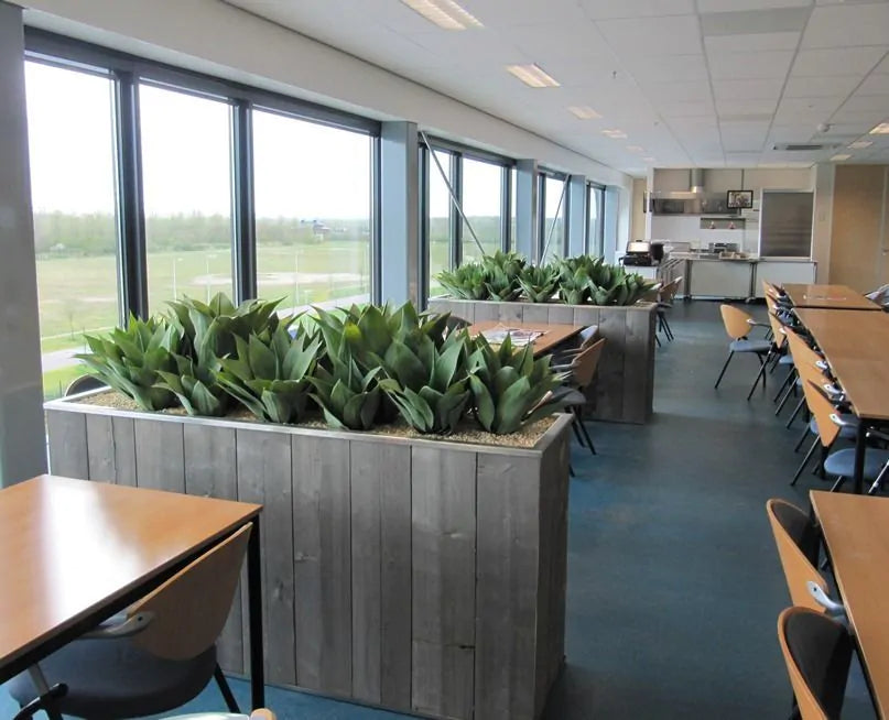 Agaveplant voor buiten, 70 cm hoog, UV-beschermd.
