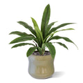 Asplenium Antiquum Kunstvaren 40cm
