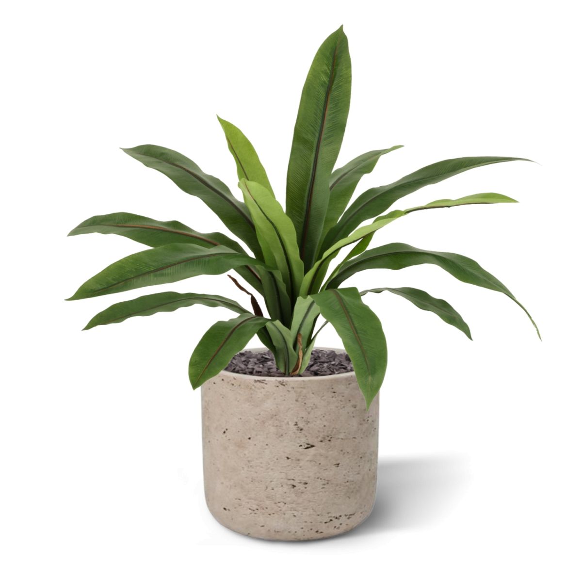 Asplenium Antiquum Kunstvaren 40cm