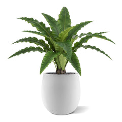Asplenium Kunst Varen RT 60cm