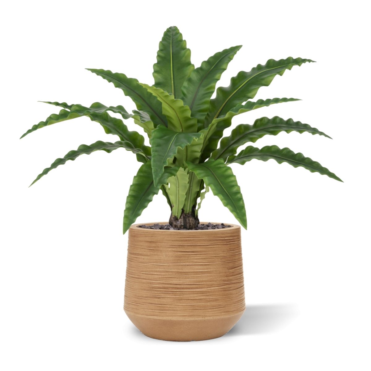 Asplenium Kunst Varen RT 60cm