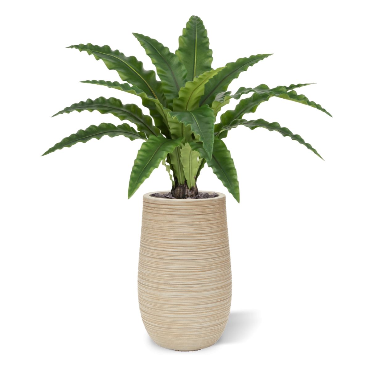 Asplenium Kunst Varen RT 60cm