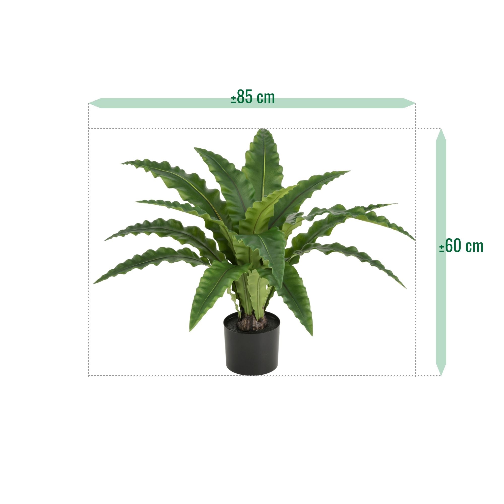 Asplenium Kunst Varen RT 60cm