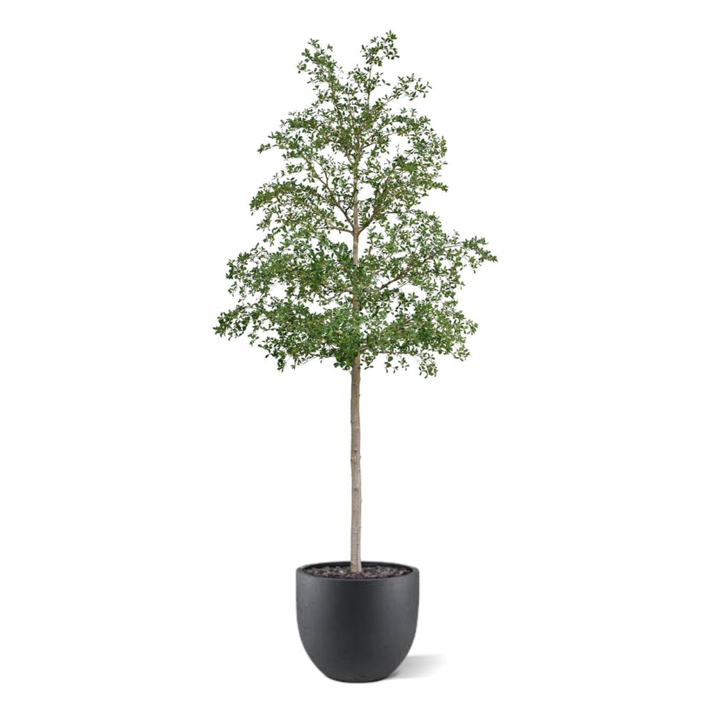Bucida shady Lady Kunstboom 400cm groen