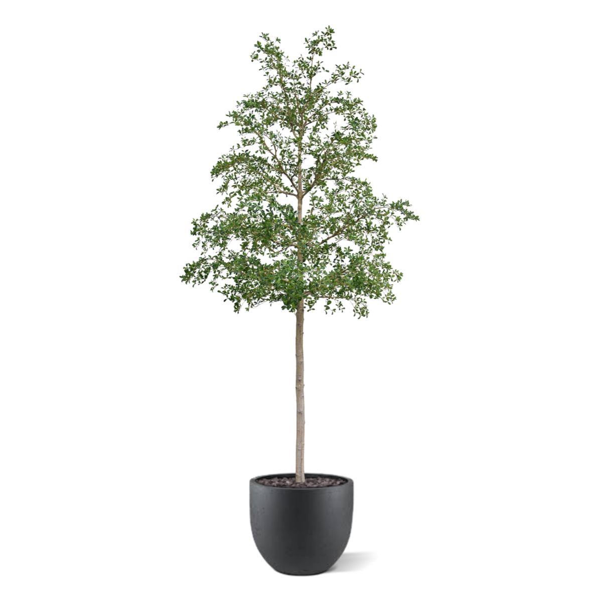 Bucida shady Lady Kunstboom 400cm groen