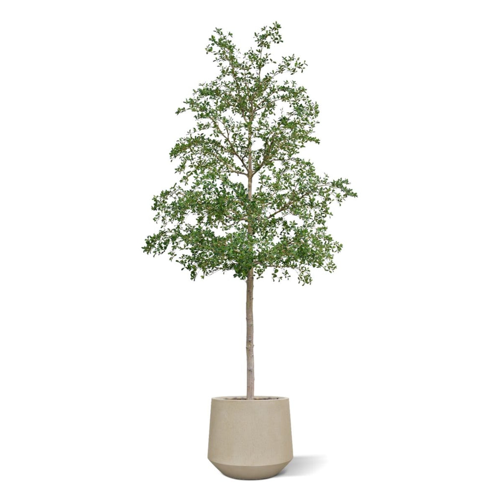 Bucida shady Lady Kunstboom 400cm groen