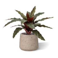 Calathea 30cm Kunstplant groen/rood